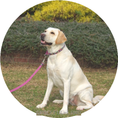 健康的で優しい眼差し